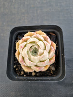 *GLGhybrid(1-1138) Special hybrid pack of 4