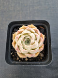 *GLGhybrid(1-1138) Special hybrid pack of 4