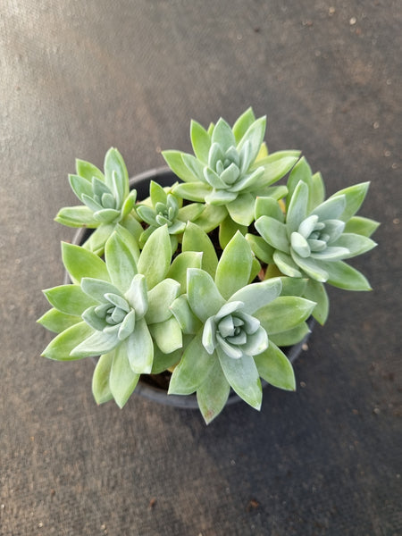 11cm pot Dudleya Farinosa 苹果叶11cm盆