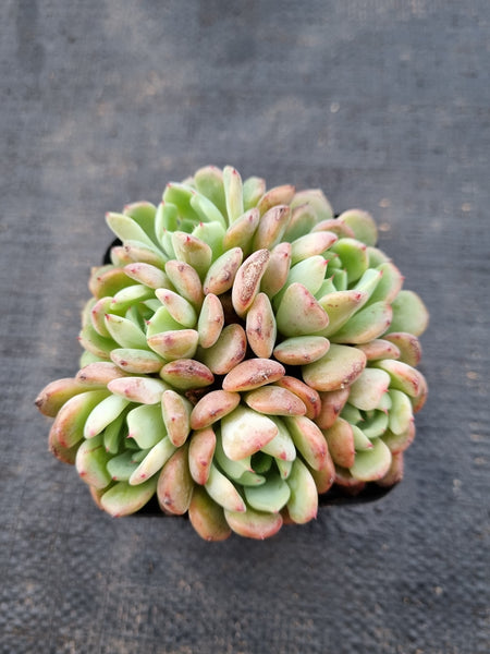 *GLGhybrid(1-982) Echeveria Sierra Hybrid 爱斯诺杂