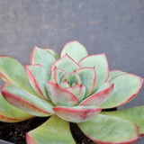 *GLGhybrid(1-1621) Echeveria hybrid  红荷香