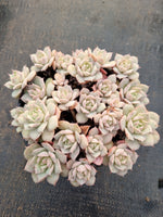 11cm pot Echeveria 'Choco Rose'  粉蝴蝶11cm 盆