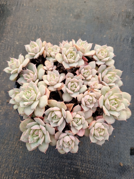 11cm pot Echeveria 'Choco Rose'  粉蝴蝶11cm 盆