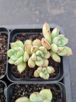 *GLGhybrid(1-908) Special hybrid pack of 4
