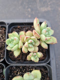 *GLGhybrid(1-908) Special hybrid pack of 4