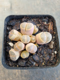 Lithops / living stone 生石花