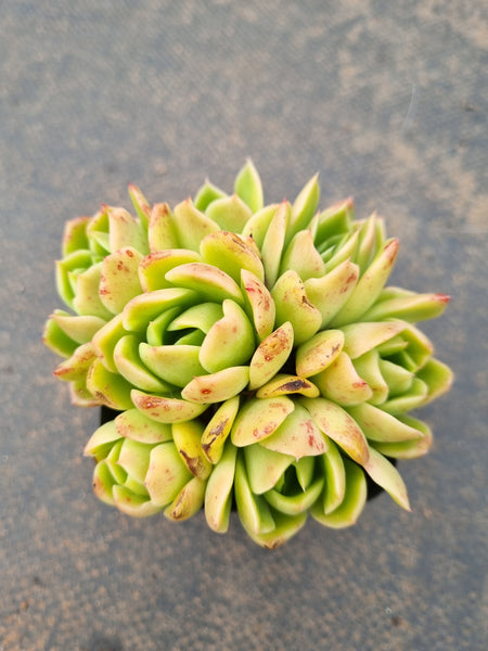 *GLGhybrid(1-1554)  Echeveria Agavoides hybrid 冬云杂