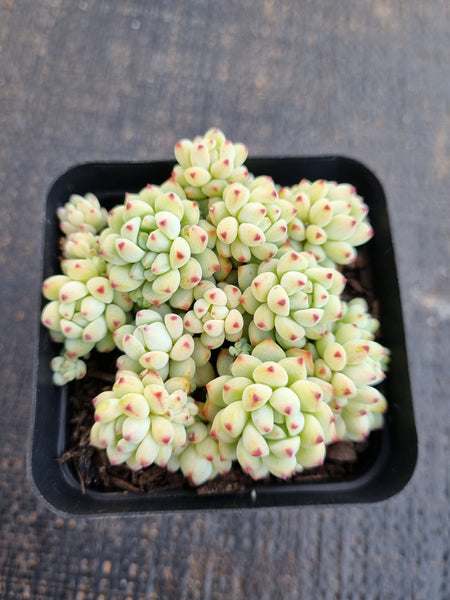 *GLGhybrid(1-1287) Sedum Perezdelarosae hybrid 焦糖精灵杂