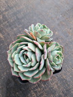 *GLGhybrid(1-751) Echeveria El Encino hybrid 恩西诺杂