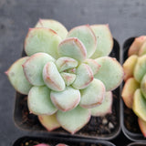 *GLGhybrid(1-500) Special hybrid pack of 4