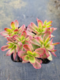 Crassula Dejecta variegated 天狗之舞锦