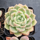 *GLGhybrid(1-500) Special hybrid pack of 4