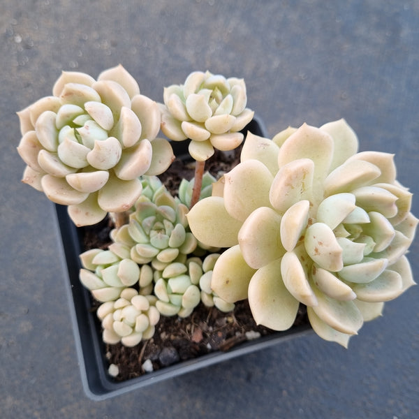 *GLGhybrid(1-1634) Graptoveria Titubans hybrid 白牡丹杂