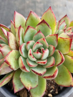 *GLGhybrid(2-234) Echeveria Puebla hybrid 普埃布拉杂