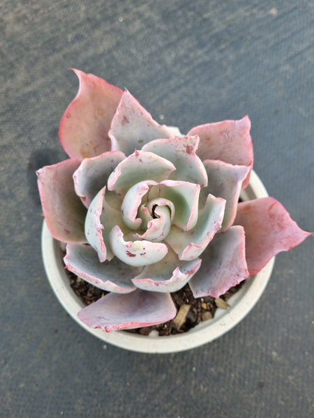 11cm pot Echeveria Afterglow  晚霞11cm盆