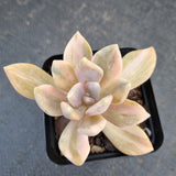 Graptophytum Supreme variegated 冬美人锦