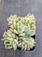 *GLGhybrid(1-1310) Echeveria Gilo hybrid 财路杂