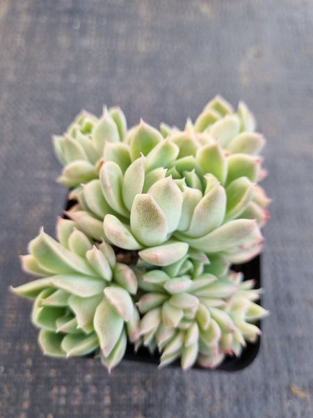 *GLGhybrid(1-1310) Echeveria Gilo hybrid 财路杂