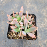 Graptoveria Fred Ives 紫鹤