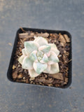 Graptopetalum Paraguayense ssp. Bernalense variegata 美杏锦