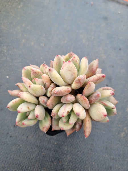 Echeveria Diamond 钻石