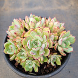 *GLGhybrid(2-2) Echeveria Ballsii Hybrid 灰姑娘杂