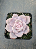Graptopetalum Superbum x Laui 华雪/Graptoveria pink laui 粉雪莲