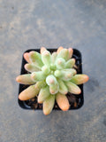Sedum Pachyphyllum 'Koigokoro'  恋心