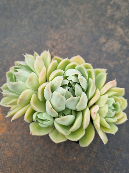 *GLGhybrid(1-1558) Echeveria Elegans 'Alba' hybrid 白月影杂