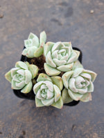Echeveria Young Moon 弯月