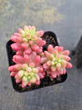 Sedum Rubrotinctum variegata 虹之玉锦
