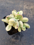 Cotelydon Tomentosa variegated - white form 白熊