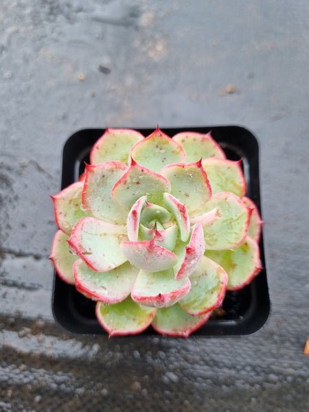 *GLGhybrid(1-1530) Echeveria El Encino hybrid 恩西诺杂