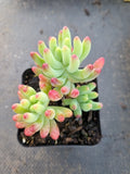Sedum Pachyphyllum 乙女心