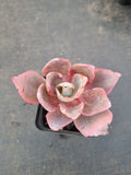 Echeveria Afterglow  晚霞