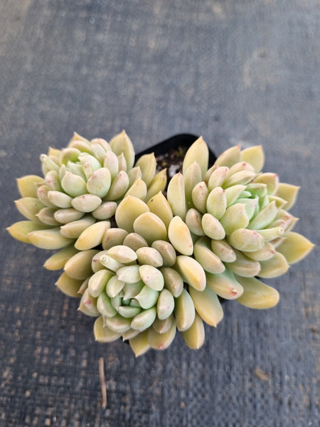 *GLGhybrid(1-1320) Graptopetalum Mendozae hybrid 丸姬杂
