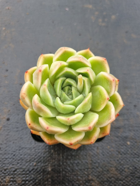 *GLGhybrid(1-1424) Echeveria Yanji hybrid 艳姬杂