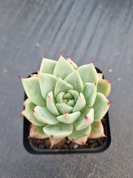 *GLGhybrid(1-1387) Echeveria cuspidata var. Zaragozae hybrid 黑爪杂