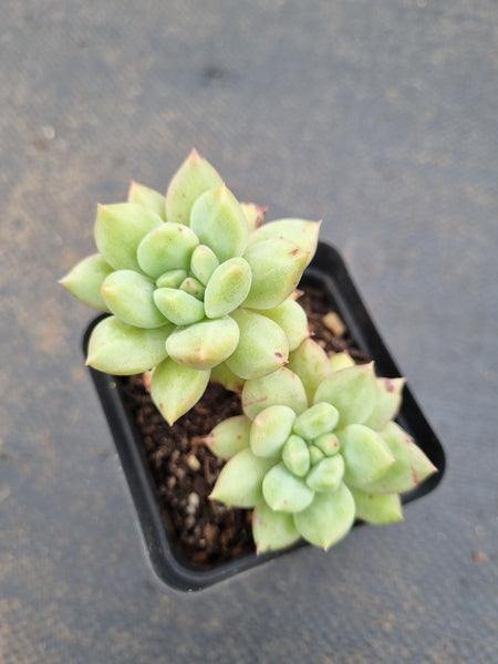 *GLGhybrid(1-1573) Echeveria agavoides Ebony hybrid 乌木杂