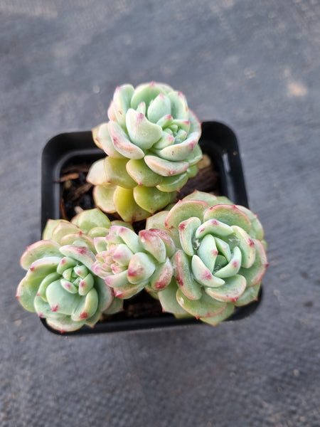 *GLGhybrid(1-974) Sedum Perezdelarosae hybrid 焦糖精灵杂