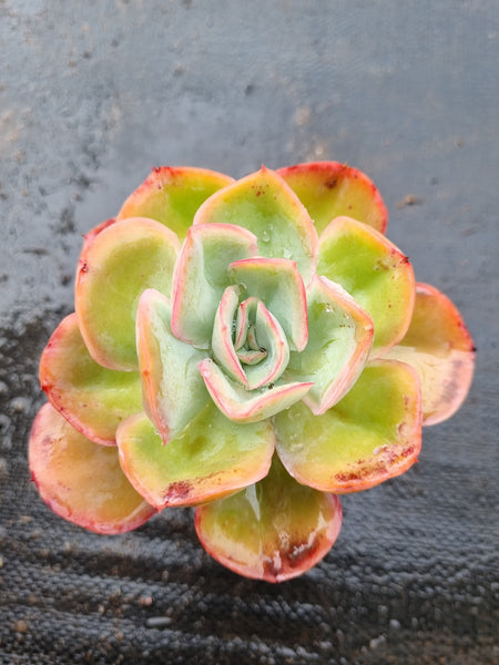 *GLGhybrid(1-1533) Echeveria hybird