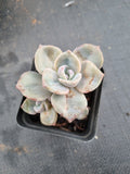 Graptoveria 'Mrs Richards/Gypsy 彩虹糖