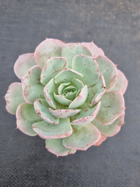 *GLGhybrid(1-943) Echeveria Reglensis hybrid 红颜杂