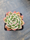 Echeveria Pink Crystal 水晶