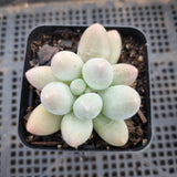 GLGhybrid Pachyphytum hybrid  奶酪杂