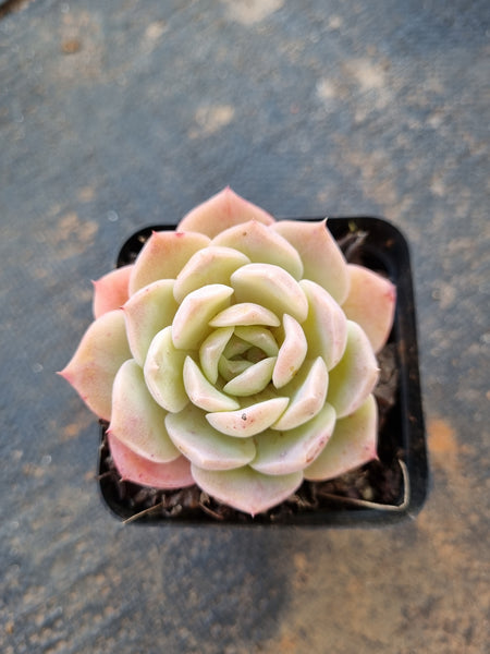 Echeveria Sarang 爱神