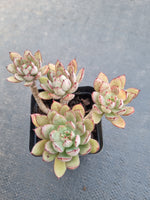 *GLGhybrid(1-882) Echeveria Ballsii Hybrid 灰姑娘杂
