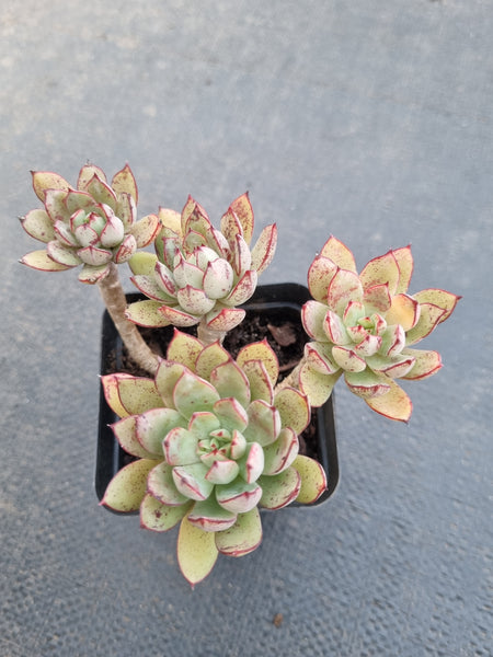*GLGhybrid(1-882) Echeveria Ballsii Hybrid 灰姑娘杂