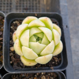 *GLGhybrid(1-1688) Special hybrid pack of 4