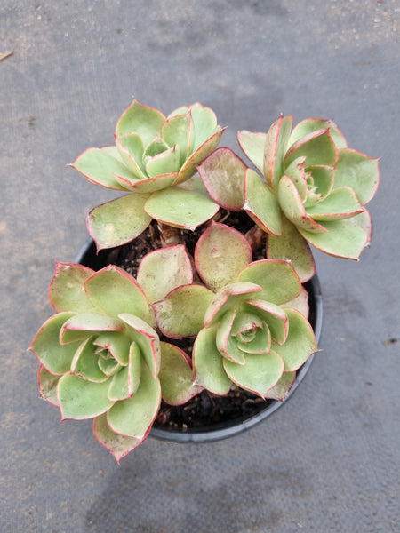 11cm pot Echeveria Relena 莉莉娜